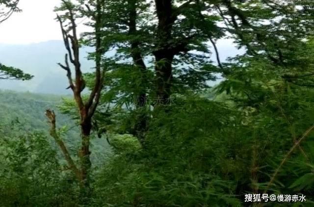 火影忍者OL